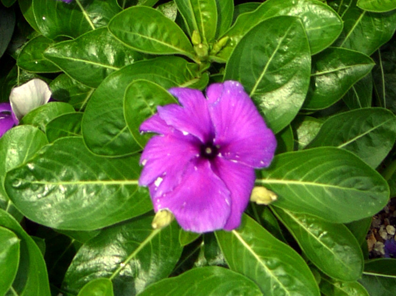 Catharanthus roseus