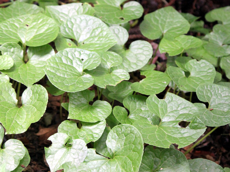 フタバアオイ Asarum Caulescens かぎけん花図鑑