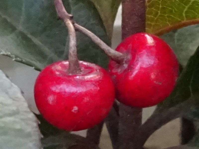 Ardisia japonica