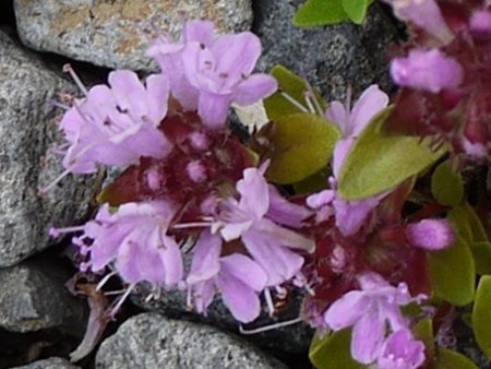 Thymus quinquecostatus