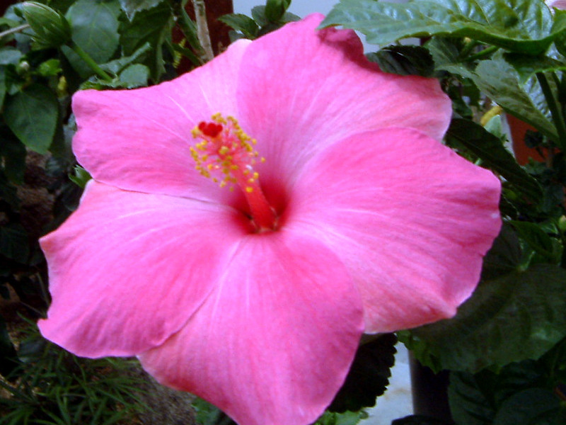 ハイビスカス Hibiscus Hybrids かぎけん花図鑑