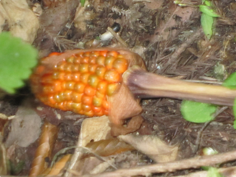 cobra lily Urashima