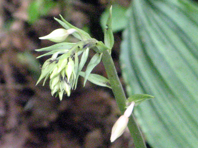 Calanthe puberula