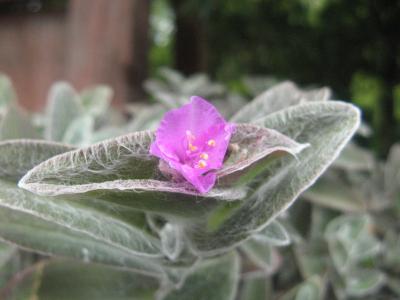 Tradescantia sillamontana