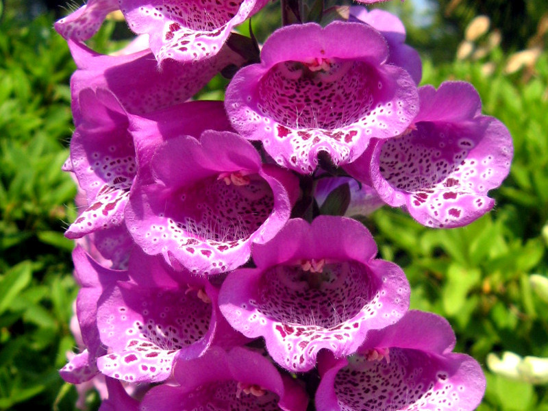 ジギタリス Digitalis Purpurea かぎけん花図鑑