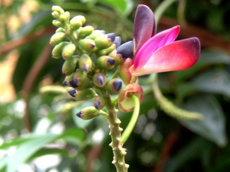 Pueraria montana lobata