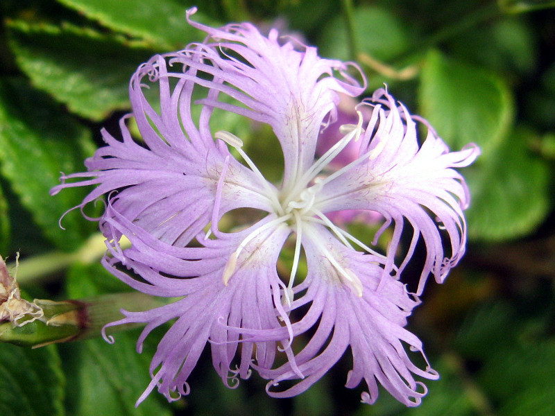 瞿麦 Dianthus Superbus Var Superbus 科技研花图画书