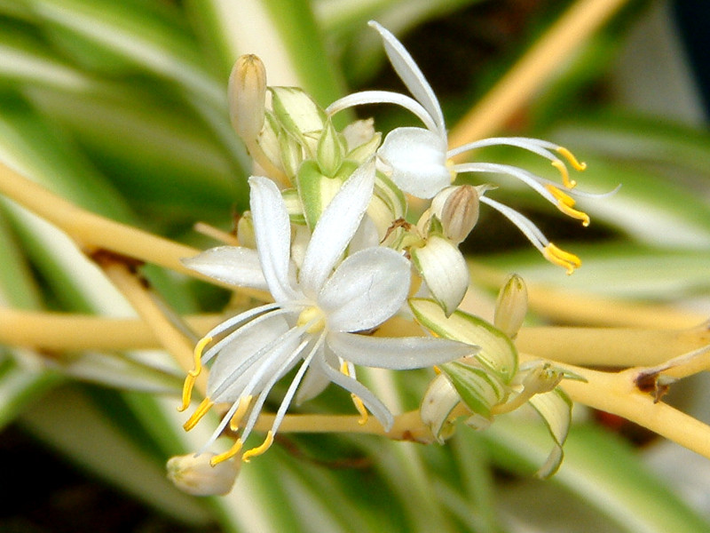 オリヅルラン Chlorophytum Comosum かぎけん花図鑑