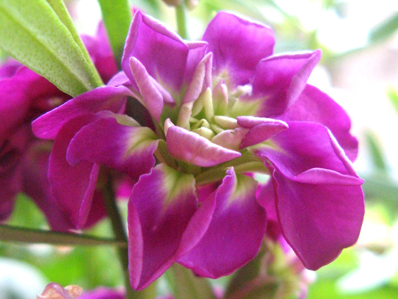 ストック Matthiola Incana かぎけん花図鑑