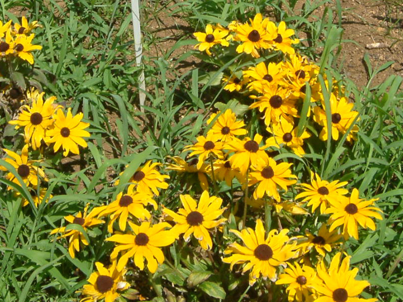  Rudbeckia