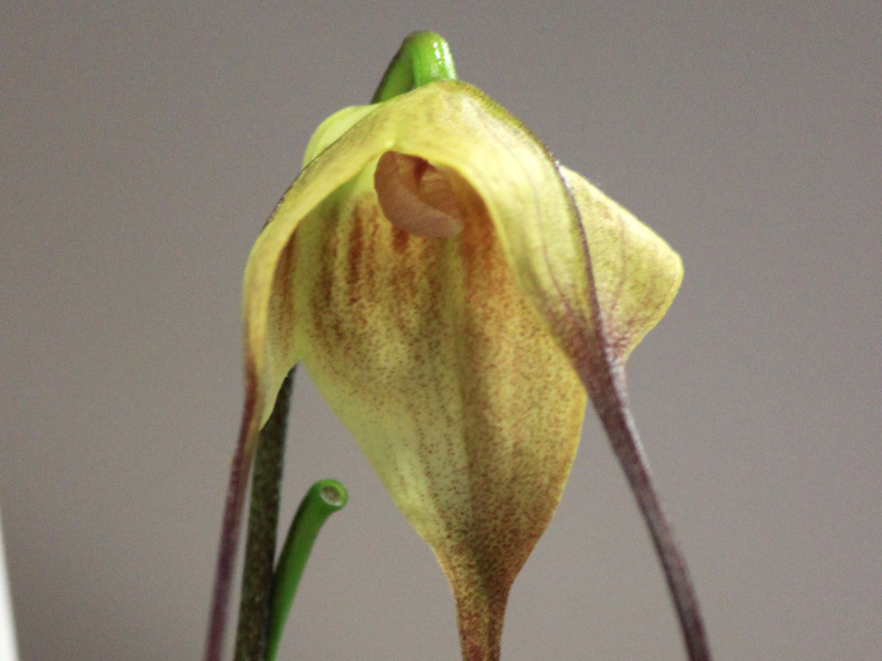 珍しい花 希少な花 かぎけん花図鑑