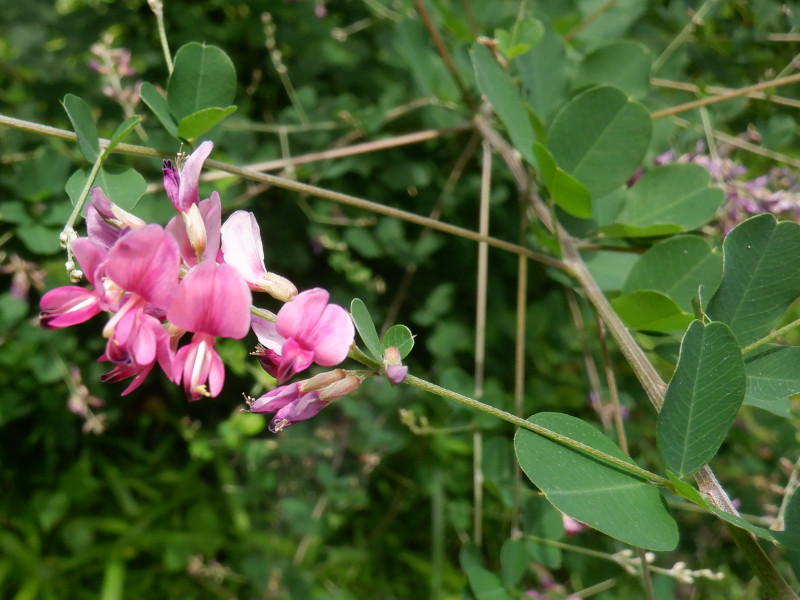  Lespedeza bicolor