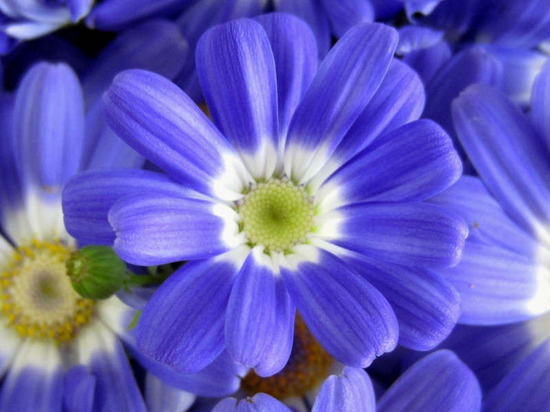 Florist's Cineraria