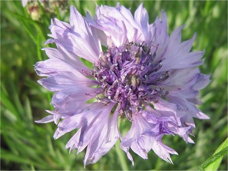 Cornflower