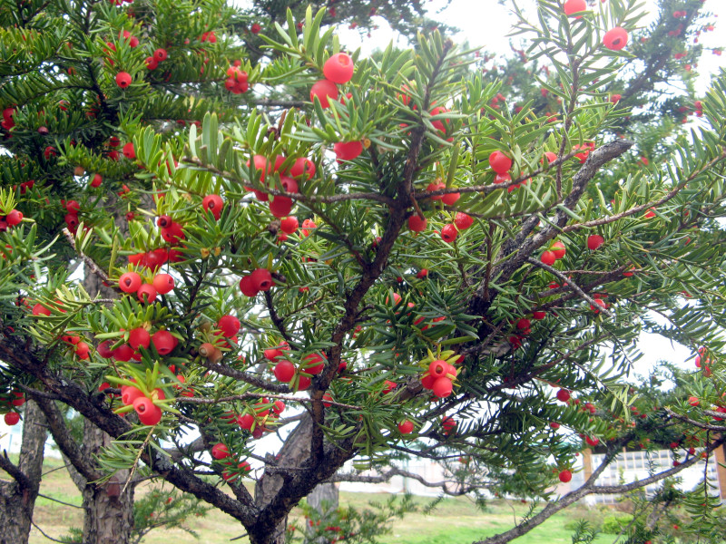 イチイ | Taxus cuspidata | かぎけん花図鑑