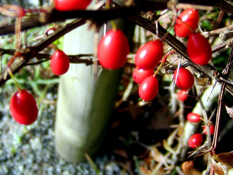 Berberis thunbergii