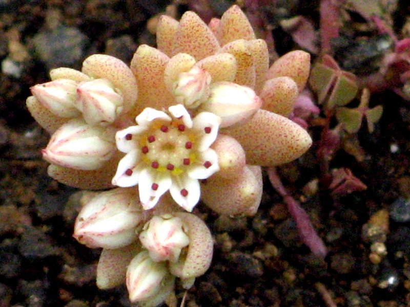 イワレンゲ Orostachys Malacophylla Var Iwarenge かぎけん花図鑑