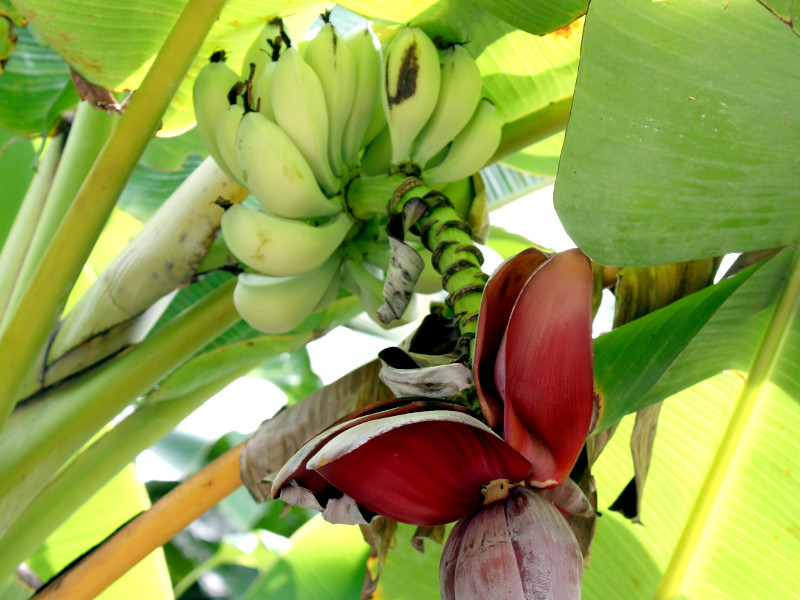 Musa balbisiana