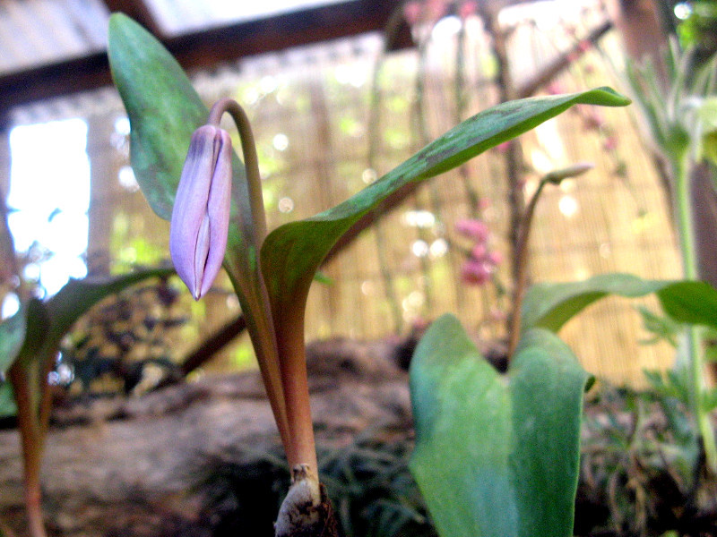 Dog tooth violet