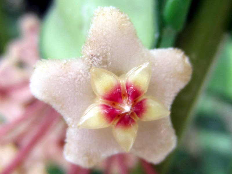 Hoya multiflora