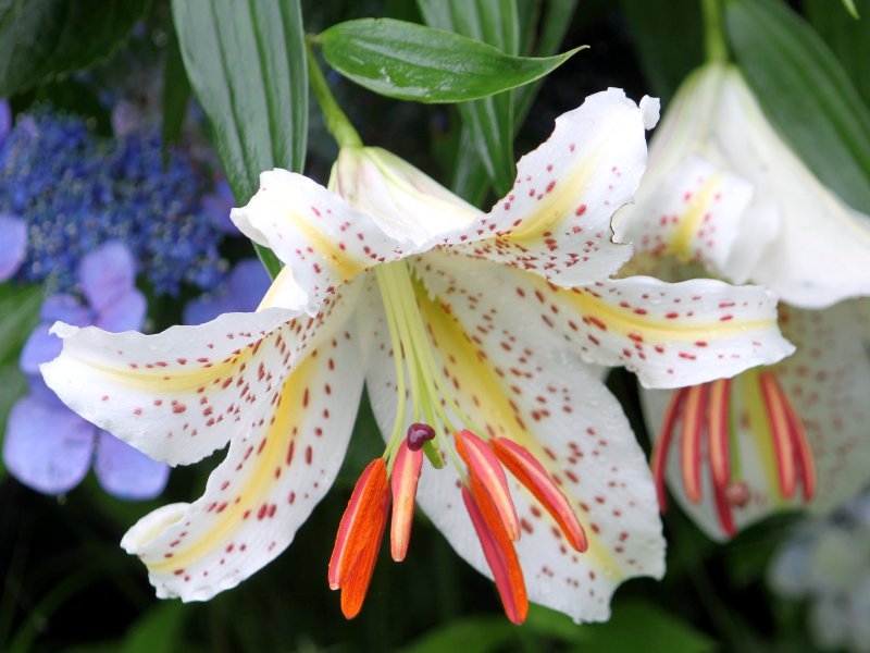 Golden-banded lily