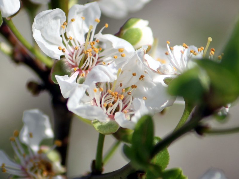 ユスラウメ Cerasus Tomentosa かぎけん花図鑑