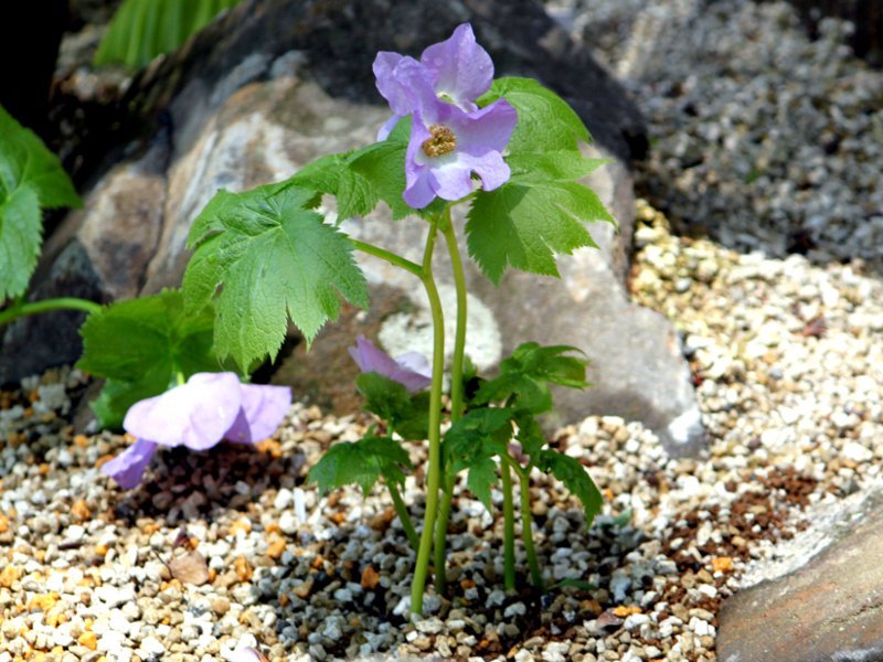 Glaucidium palmatum