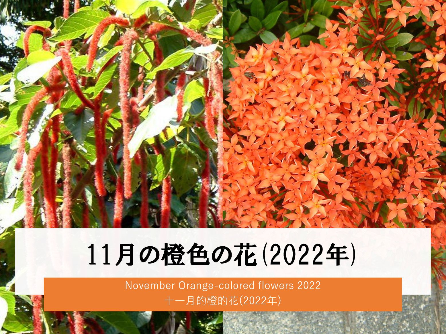 11月の橙色の花(2022年)