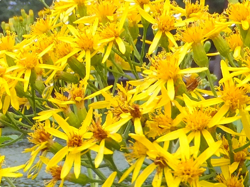 Alpine ragwort