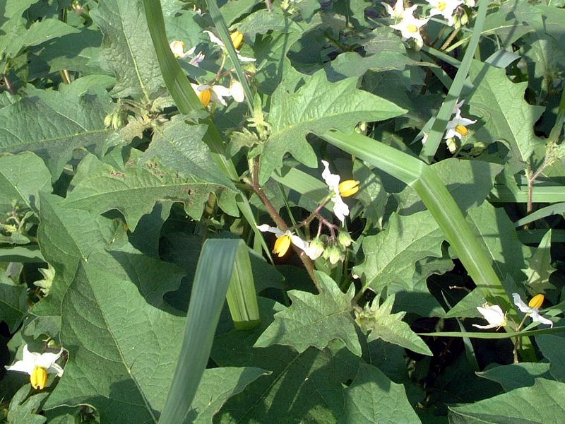 ワルナスビ Solanum Carolinense かぎけん花図鑑