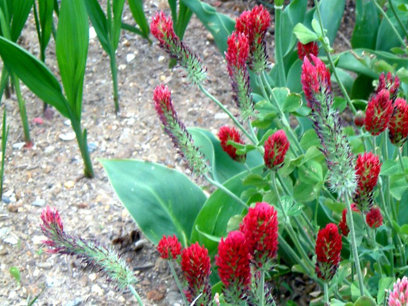 ストロベリー キャンドル Trifolium Incarnatum かぎけん花図鑑