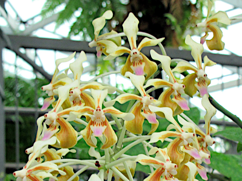 Vanda lamellata 'Remediosae'