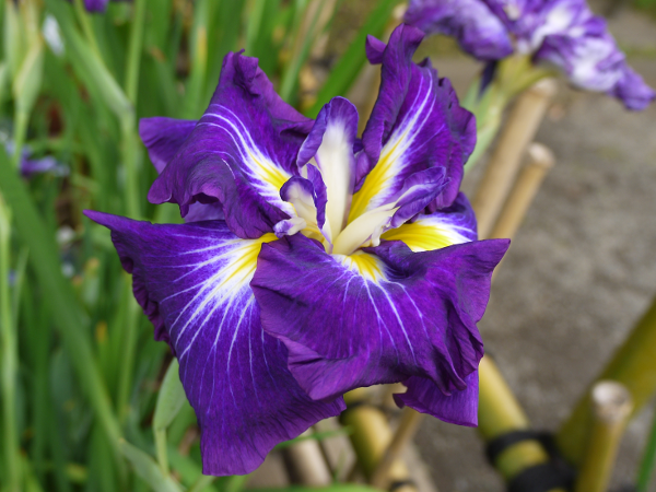 Japanese Iris 'Nuretsubame'