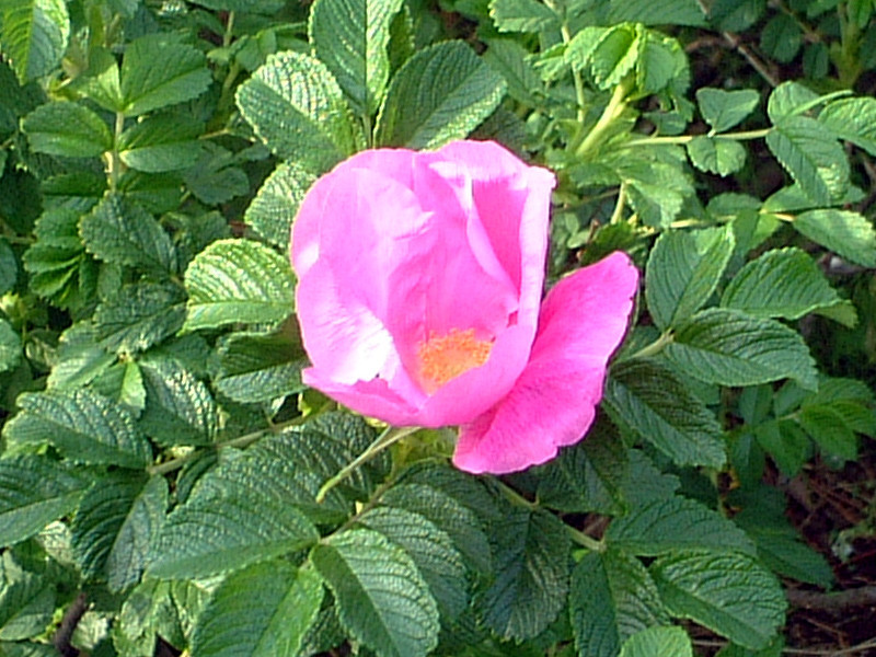 ハマナス Rosa Rugosa かぎけん花図鑑