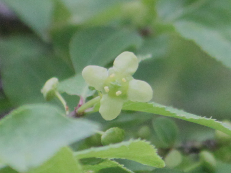 ニシキギ Euonymus Alatus かぎけん花図鑑