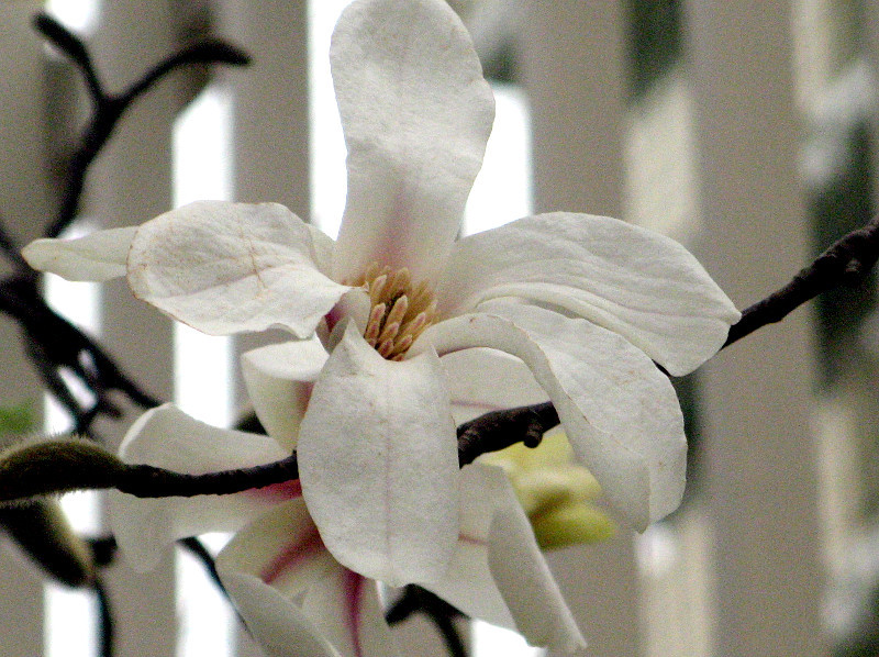 Magnolia kobus