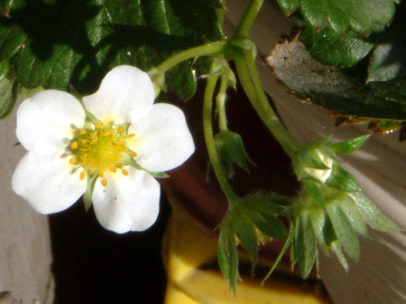 Garden strawberry