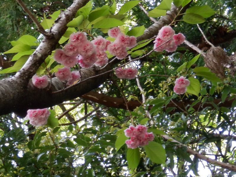 Prunus 'Kanzan'