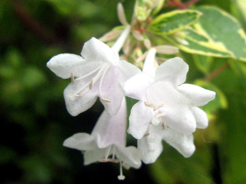 Abelia grandiflora