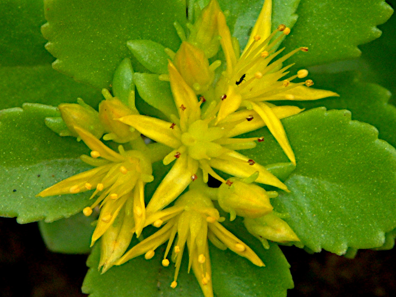 キリンソウ Phedimus Aizoon Var Floribundus かぎけん花図鑑