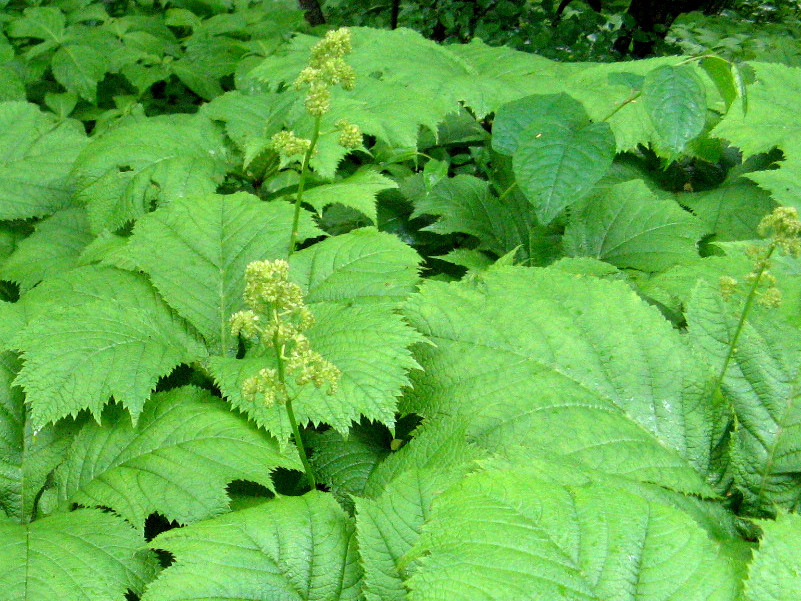 鬼灯檠 Rodgersia Podophylla 科技研花图画书