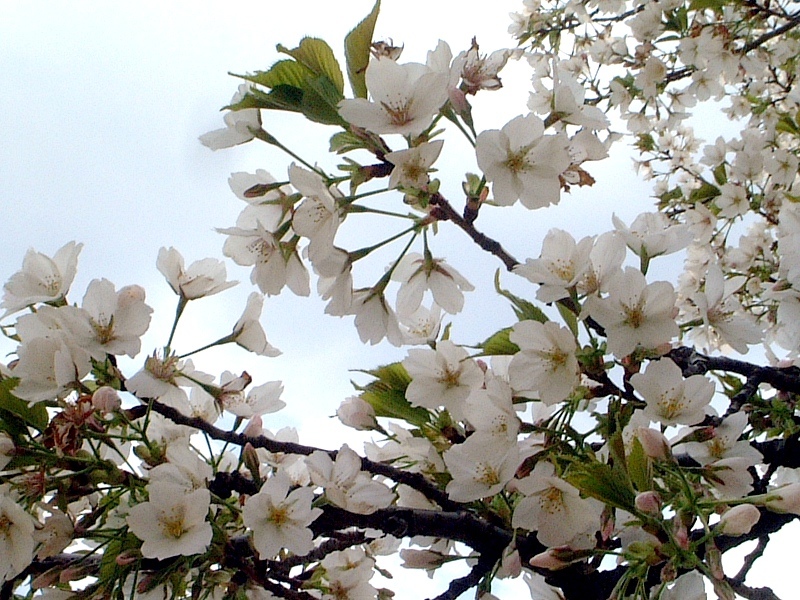 大島桜