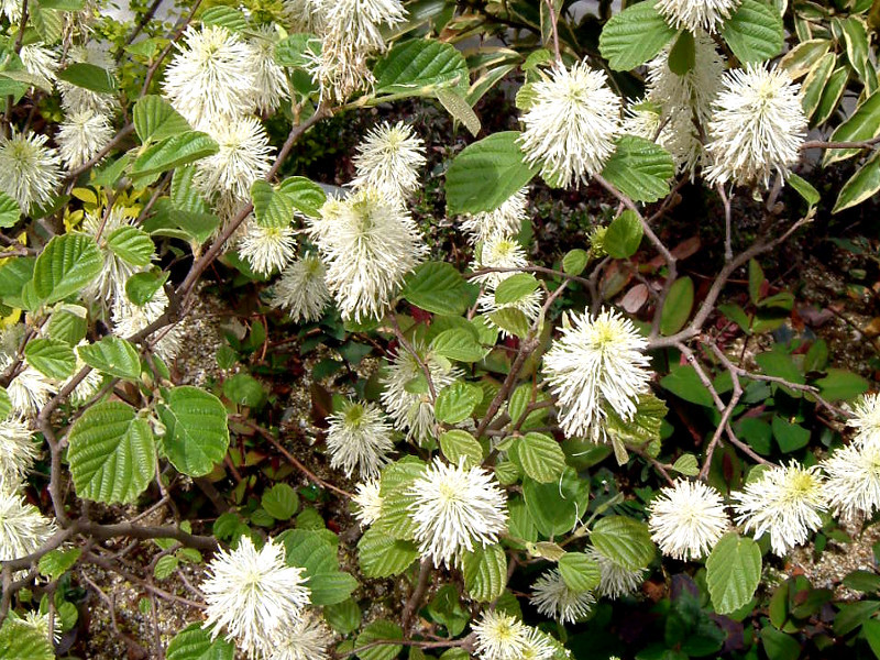 Fothergilla major 