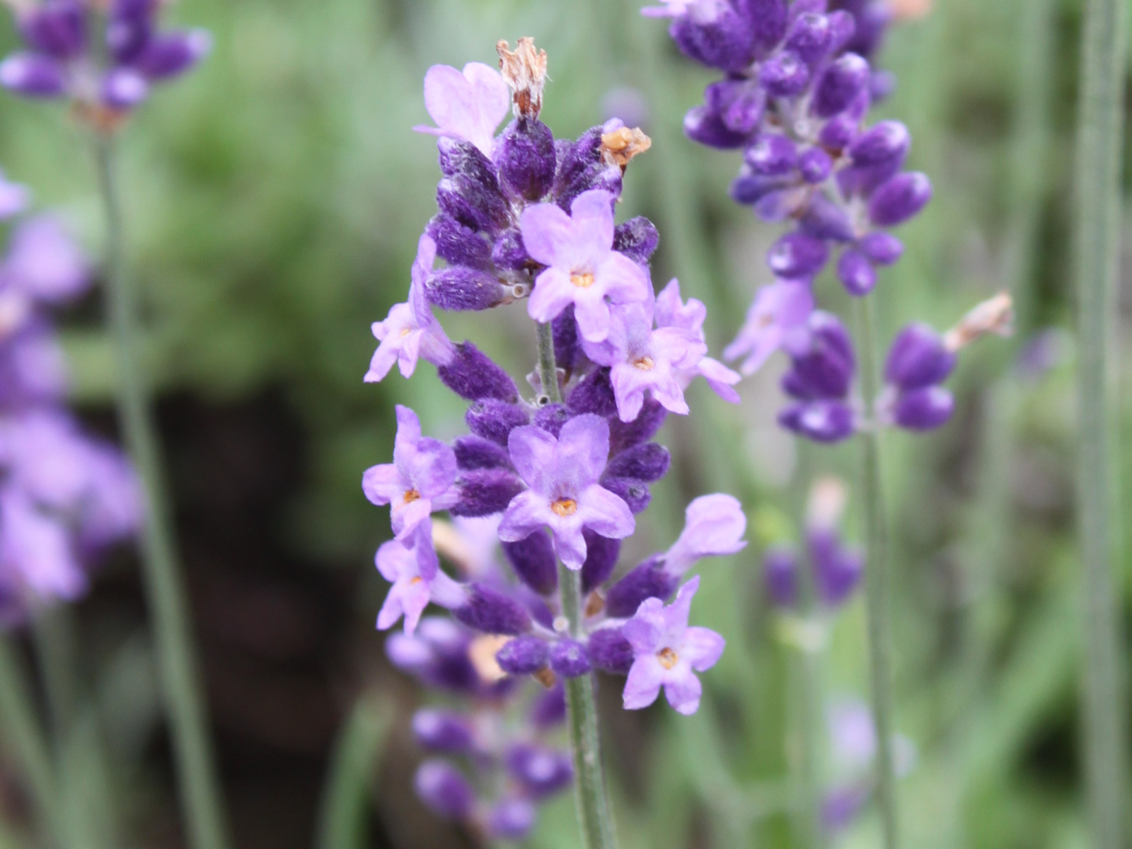 イングリッシュラベンダー Lavandula Angustifolia かぎけん花図鑑