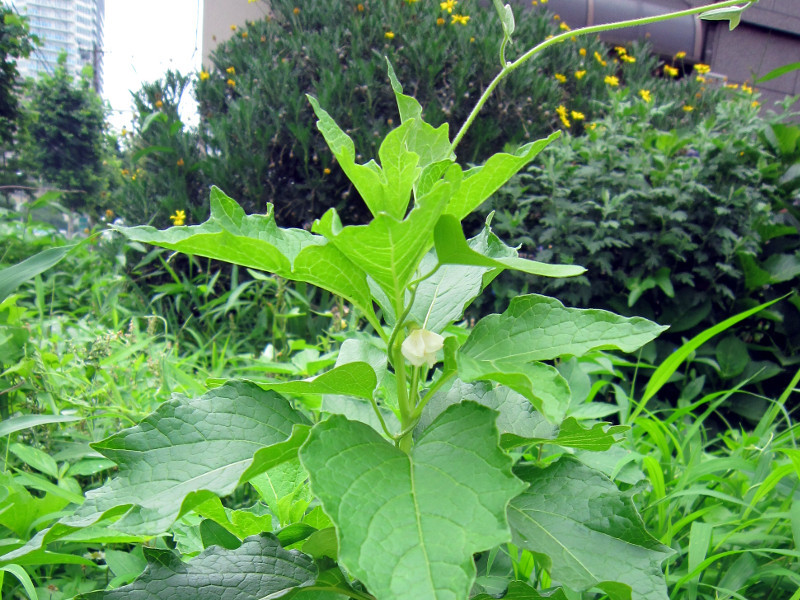 Physalis alkekengi