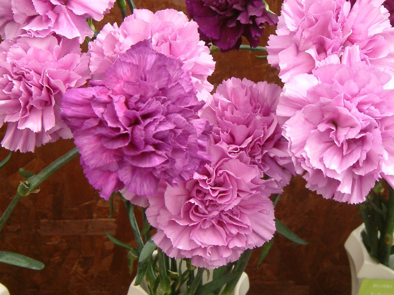 Carnation 'Moon dust lyaic blue'