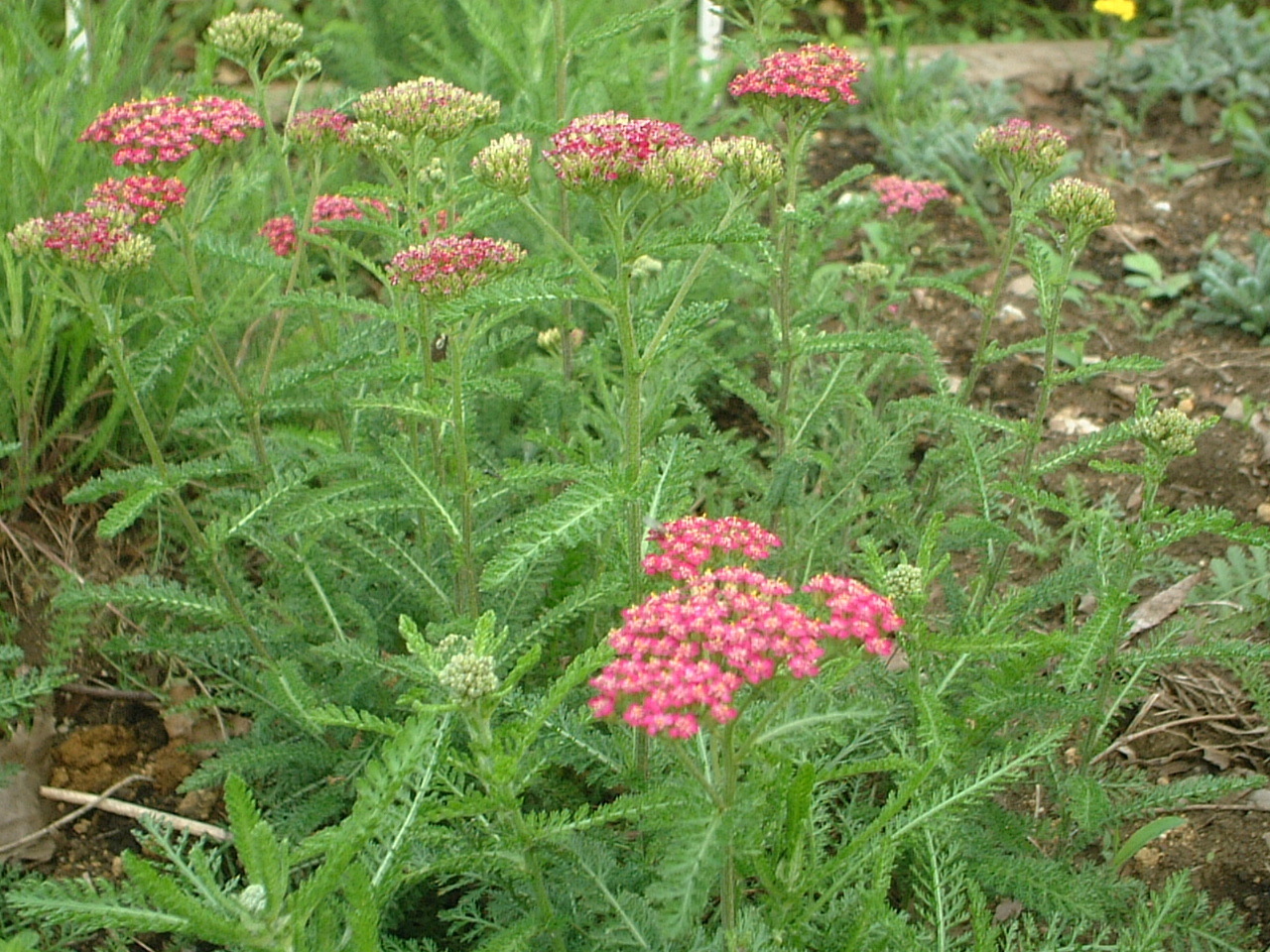 セイヨウノコギリソウ Achillea Alpina かぎけん花図鑑