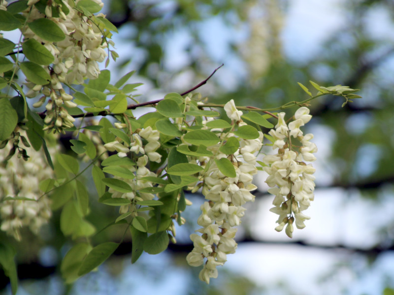 ニセアカシア Robinia Pseudo Acacia かぎけん花図鑑