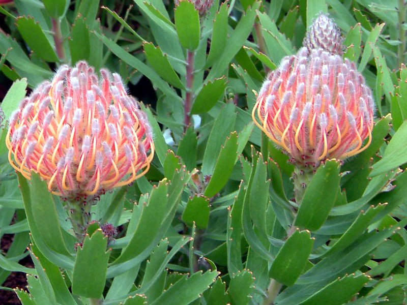 Pincushion Leucospermum spp. Flower Database