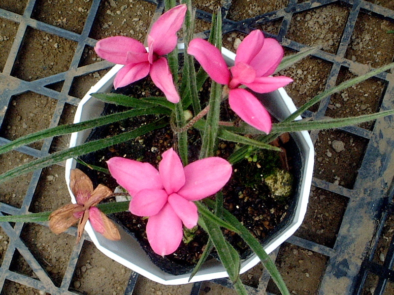 アフリカ原産の花 かぎけん花図鑑